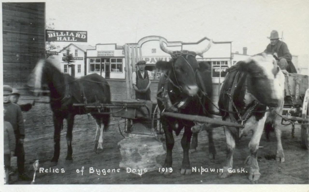 Relics of Bygone Days: oxen and cart on the street, 1913